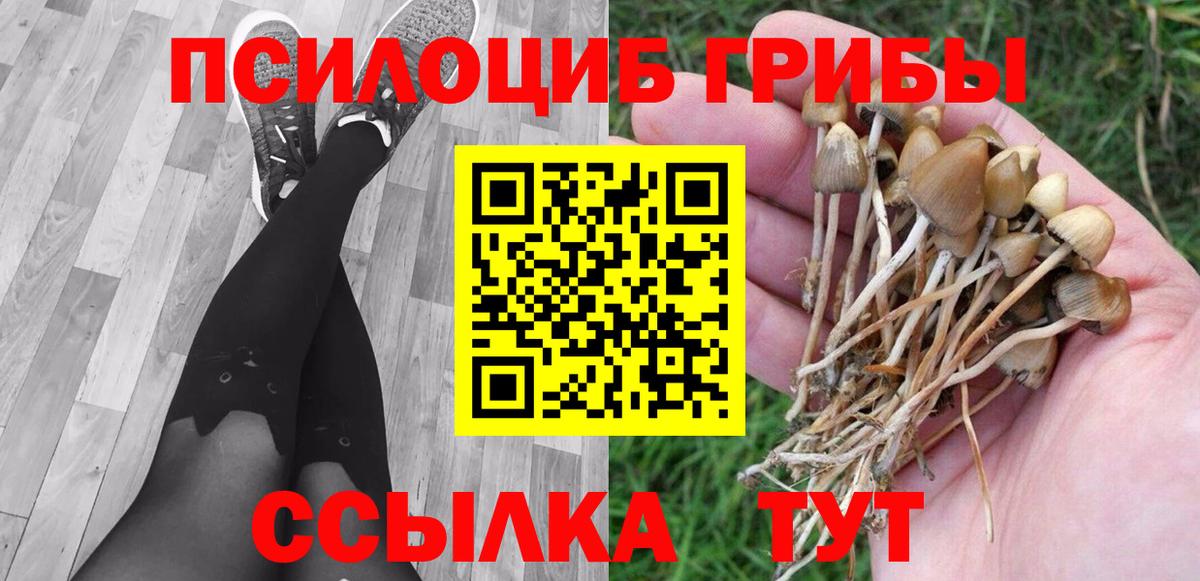 Галлюциногенные грибы Psilocybine cubensis Саранск